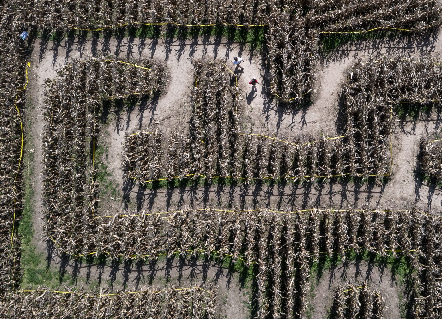 Visitors get lost in Eckert's corn maze